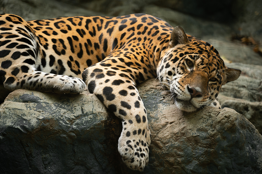 Jaguar Resting On The Rock In Zoo