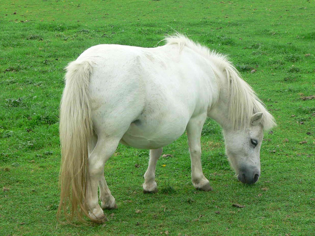 Miniture Pony