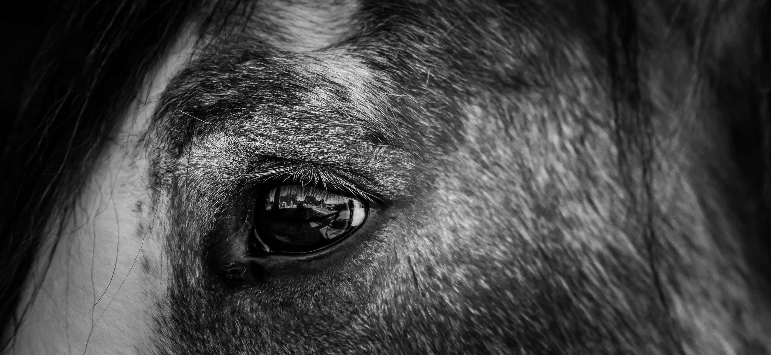 close up of a horse's eye. War Horse. Michael Morpurgo