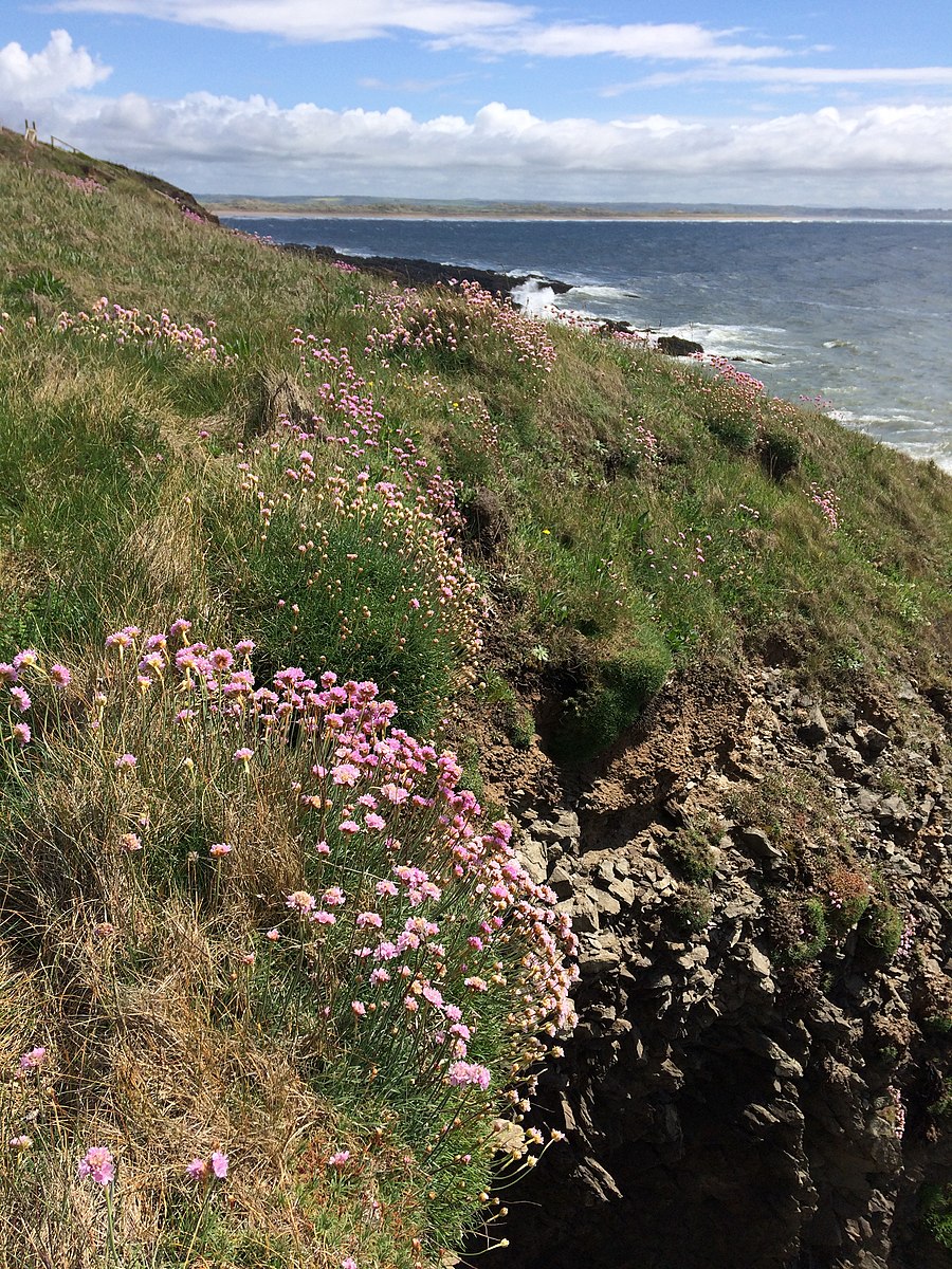 wildflowers on a grassy hill next to the sea