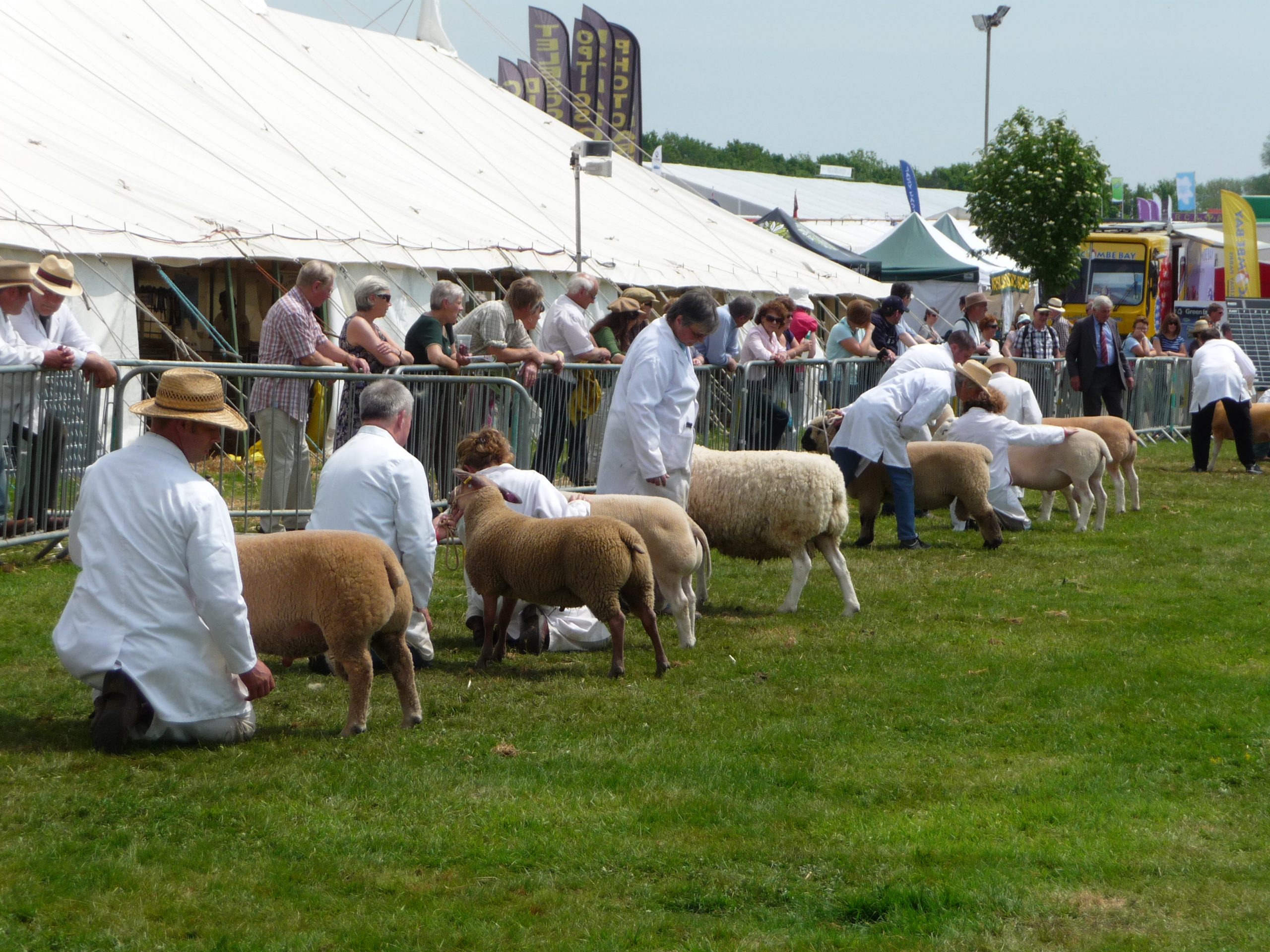 sheep with judges in white coats